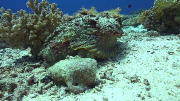 Stonefish On Vibrant Coral Reef