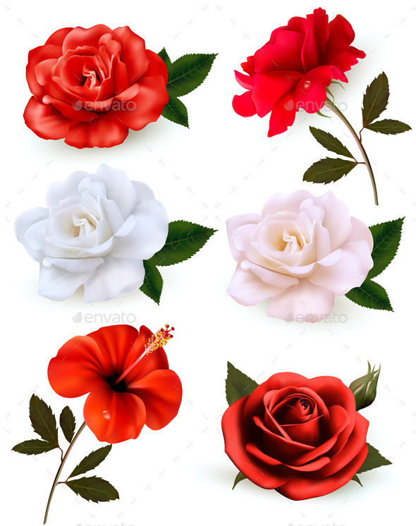 Set Of A Beautiful Flowers Isolated On A White Background - Flowers & Plants Nature