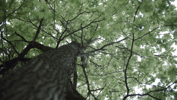  Crohn's Oak Tree Green With Leak alt