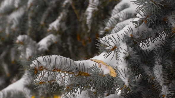 Snow Covered Pine Tree Branches, Stock Footage | VideoHive