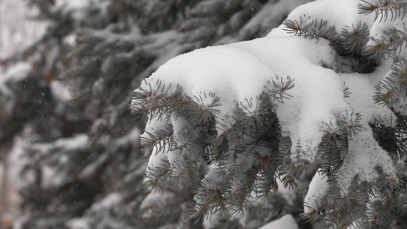 Light Snowfall. Snow Covered Pine Tree Branches alt