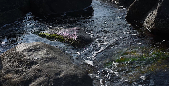 Rocks, Seaweed, Waves and Water Stream