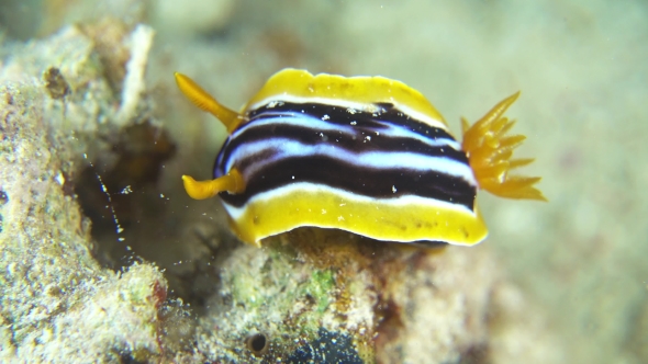 Vibrant Sea Slug On Coral Reef