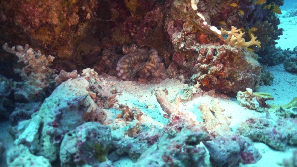 Octopus On Coral Reef