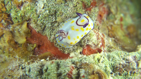Vibrant Sea Slug On Coral Reef