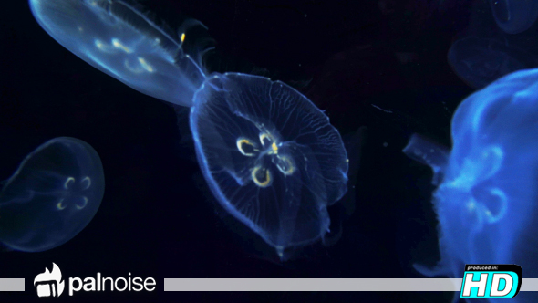 Jellyfish in Deep Sea