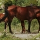 Family Of Horses On Nature - VideoHive Item for Sale
