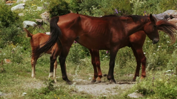 Family Of Horses On Nature