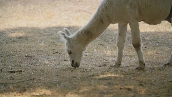 Llama Plucking Dried Grass alt