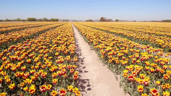 Aerial Low Flying Over Rows Of Red Yellow Tulip Fields At Hoeksche Waard. Dolly Back alt