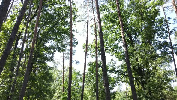 Slow Motion View of Green Forest By Day alt
