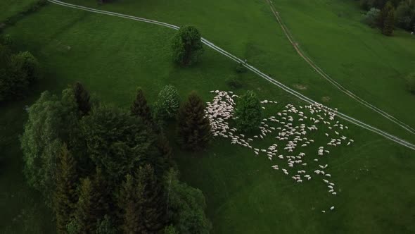 A Flock of Sheep Grazing in a Green Meadow