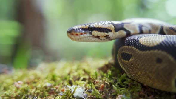 The Boa Constrictor Lies on the Grass and Slowly Raises Its Head Up alt