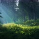 Dark Forest In The Morning looped 4K - VideoHive Item for Sale