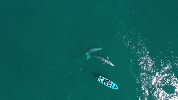 Two Gray Whales Swimming Around Boat