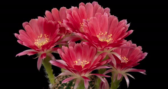 Red Color Flowers Timelapse of Blooming Cactus