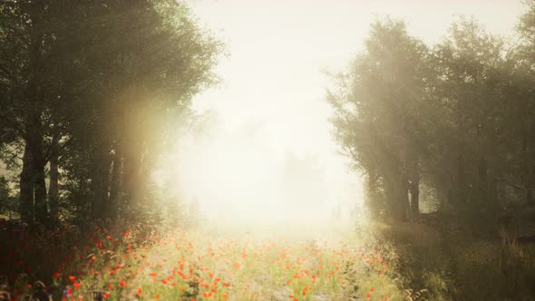 Clearing in the Forest in Sunny Summer Morning alt