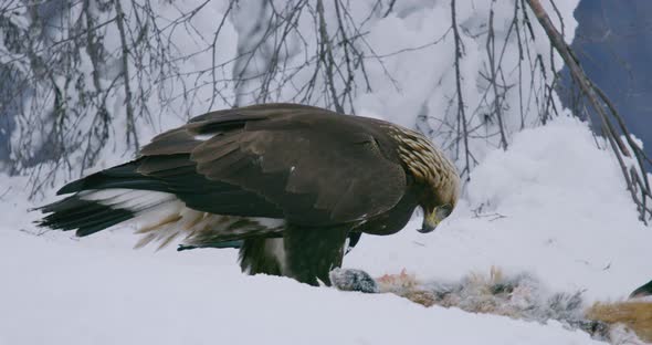 Detailed View of Golden Eagle Eating on Dead Fox in the Mountains at Winter