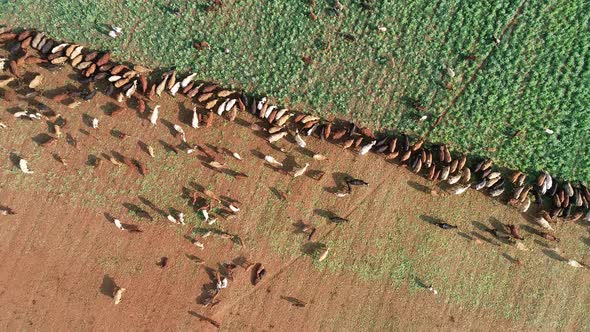 Aerial view of strip grazing by a herd of cattle with movable electrical fencing on a rural farm, So alt
