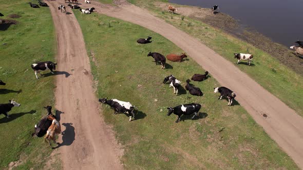 Aerial Drone Shot of Cows Grazing on Pasture Landscape alt