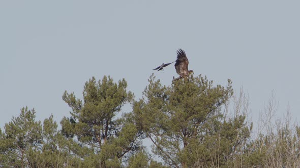 White-tailed sea eagle landing on a tree, mobbed by crow, Sweden, slow motion alt