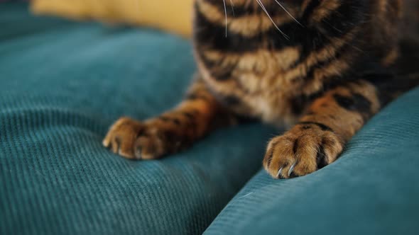 Bengal Cat Paws Closeup alt