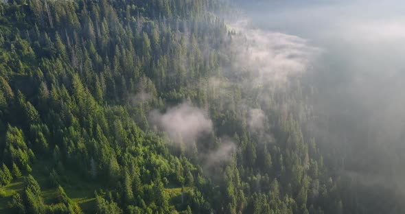 Thick Fog Covered The Pine Forest In The Mountains