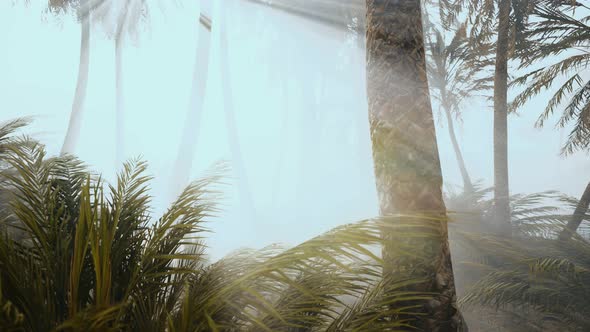 Coconut Palms in Deep Morning Fog alt