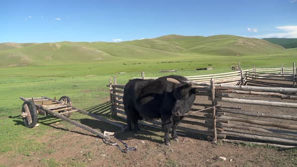 Traditional Tumbrel and Black Yak Steer in Rural Meadow alt