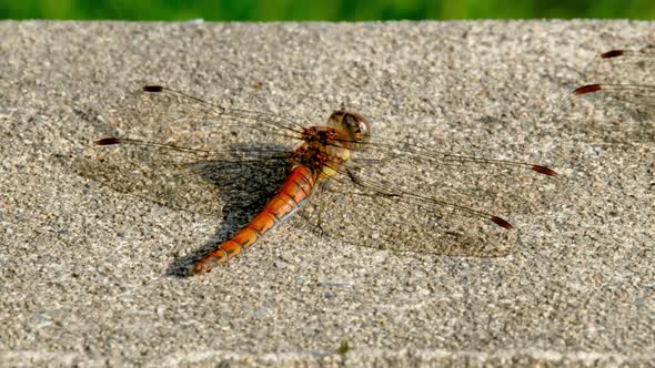 Close Up of Common Darter Dragonfly  Sympetrum Striolatum  in County Donegal  Ireland alt
