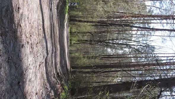 Vertical Video of a Road in the Forest Slow Motion alt