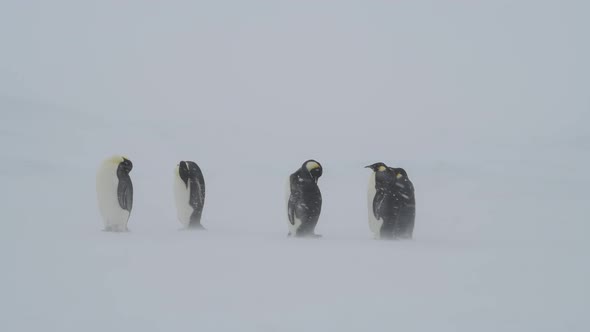 Emperor Penguins in Snow Storm on the Ice in Antarctica