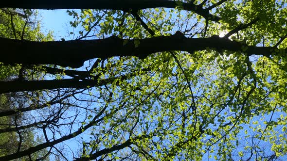 Vertical Video of the Forest in the Spring on a Sunny Day alt
