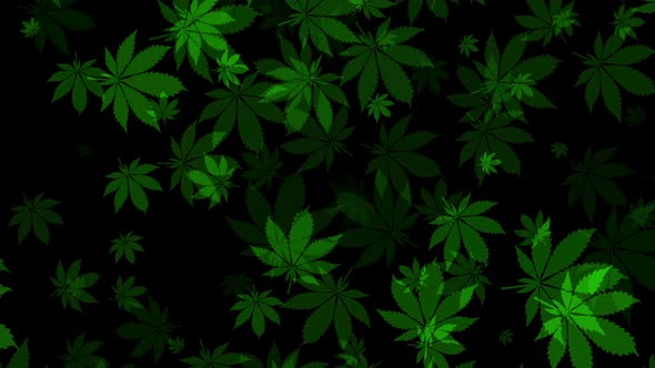 Cannabis Leafs Overlay