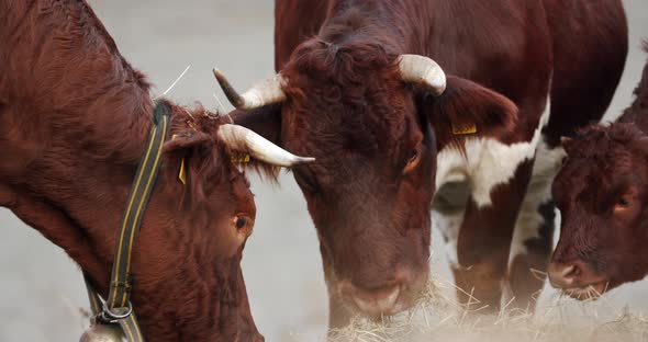 Close Up of a Group of Cattle Standing Eating Hay on a Cold Morning