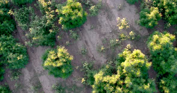 Hemp fields from above in this drone shot.  large plants getting ready for harvest. alt