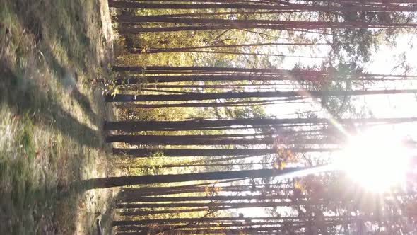 Vertical Video of a Forest Landscape on an Autumn Day in Ukraine alt