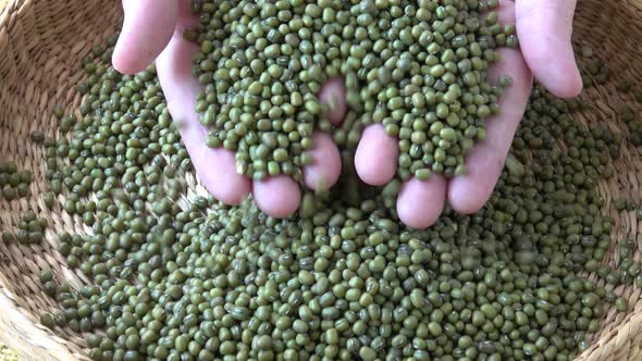 Fresh mungo beans. Green beans in basket (Vigna radiata)