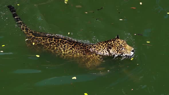 slow-motion of jaguar tiger playing and swimming in pond alt