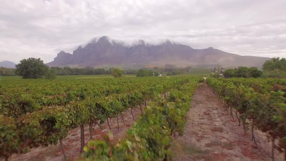 Aerial travel drone view of grape vineyard farms in South Africa. alt