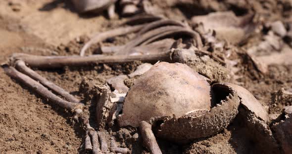 Skulls and Bones of People in the Ground Work of the Search Team at the Site of a Mass Shooting of alt