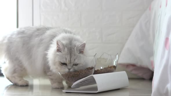 Cute Persian Cat Eating Food From Bowl On Floor alt