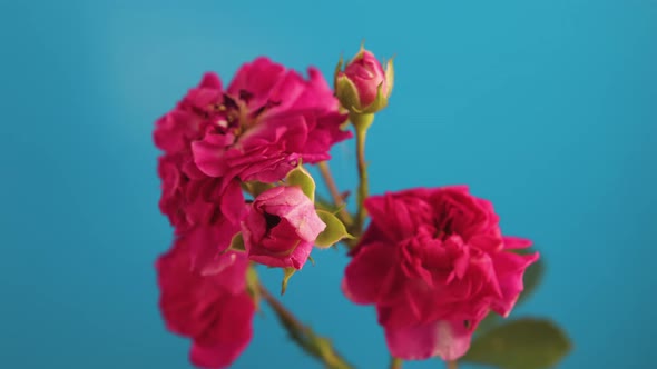 Reviving the Flowers of a Fading Rosehip on a Blue Background alt
