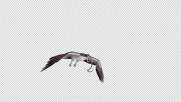 Snake Eagle with Serpent - Flying Loop - Side Angle