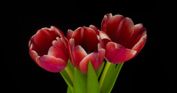 Timelapse of Red Tulips Flower Blooming on White Background alt