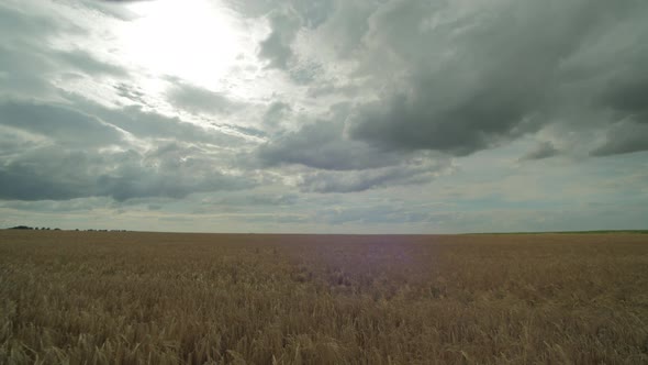 Timelapse of a wheat field alt
