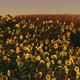 Field of Blooming Sunflowers on a Background Sunset