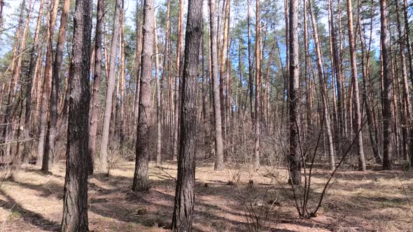 Forest with Pines with High Trunks During the Day alt