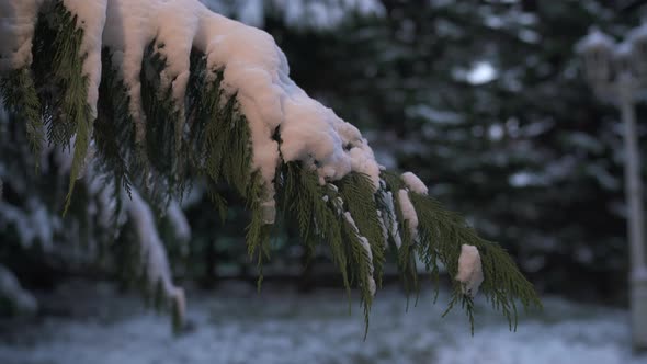Snow covering evergreen branch alt