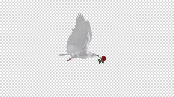 White Dove with Red Rose - Flying Loop - Side View alt